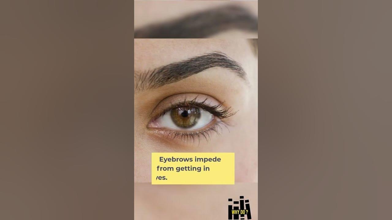 Why do human have hair ? YouTube