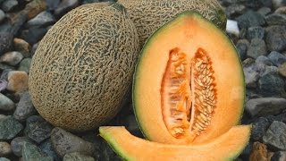 HOW TO GROW MELONS