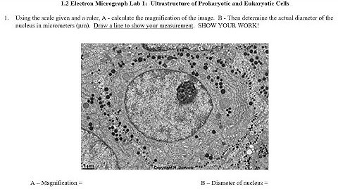 1.2 Electron MIcrograph Labs