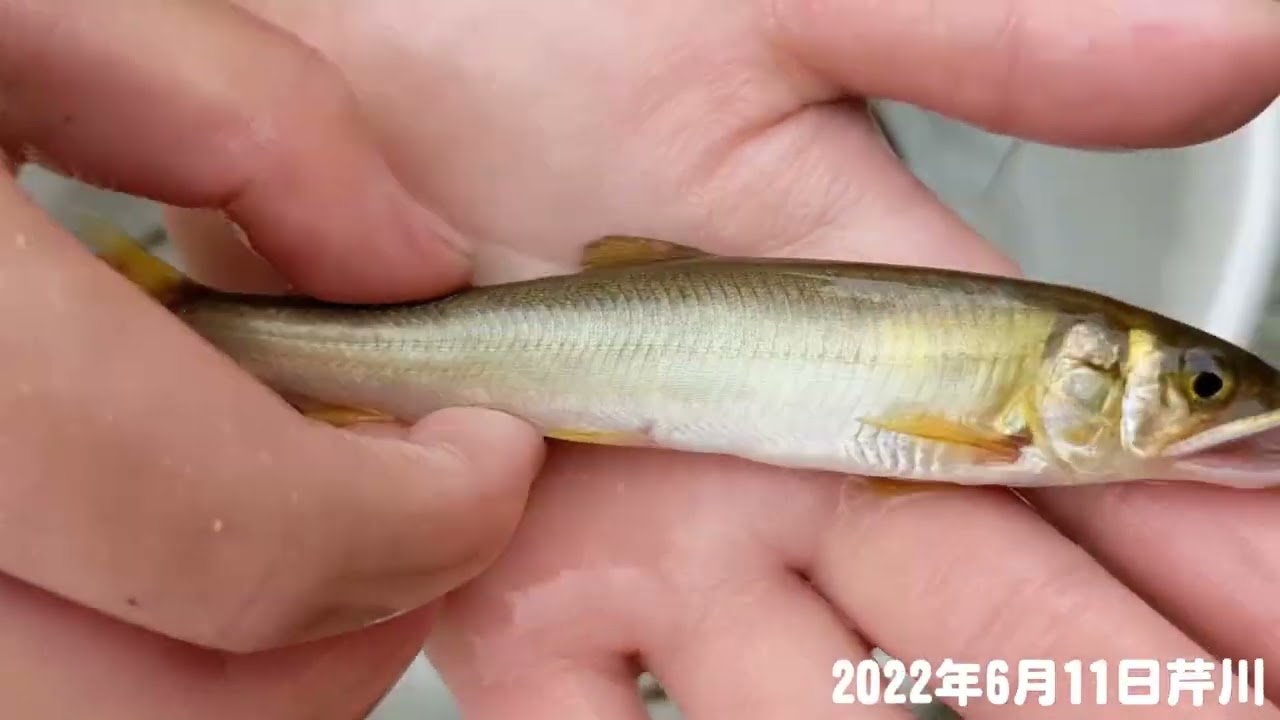 22年芹川 小鮎釣りの釣果 Youtube