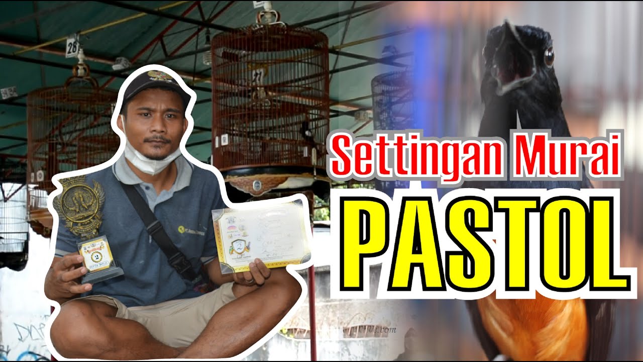 SETTINGGAN MURAI BATU PASTOL LEPAS TROTOL - BEDAH SETTINGAN MURAI PASTOL JUARA DI GANTANG By HoBi ID