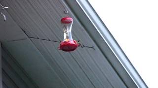 Hummingbird Flash