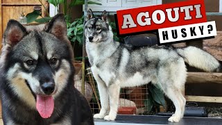 WHAT is an AGOUTI SIBERIAN HUSKY?