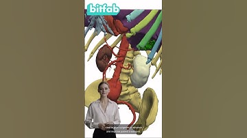 Can I make anatomical 3D models myself?