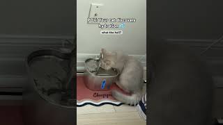 Cat loves to hydrate 💦😅#cat #cats # #kitten #catlove