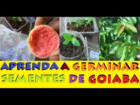 Vídeo: Como cultivar Gatsania a partir de sementes em casa