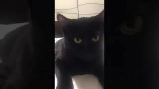 Volevo Un Gatto Nero