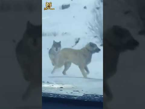 Wolves Embush Kangal Dog Shorts Viral Animals