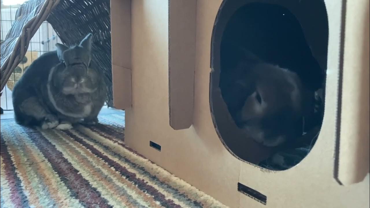 Bunnies Playing + Chewing on Cardboard and Wood on a Sunday Morning 🐰🐰