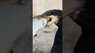 Cormorants Like To Eat Big Fish