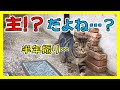 【猫の記憶力】外猫だったあの頃の記憶は残っているのか…？　特に動物好きでもなかった私が公園で暮らす猫を保護して二年半