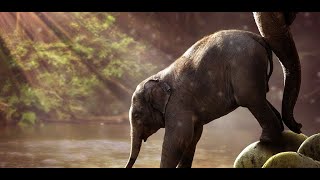 baby elephant wallpaper screenshot 5