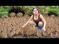 LIVE STREAM: Harvesting Wild Quails by a Forest Stream & Goes Market to Sell – 365 Survival Life