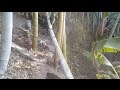 20151229 長い竹を一人で伐採するには の動画、YouTube動画。