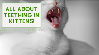 All About TEETHING in Kittens!