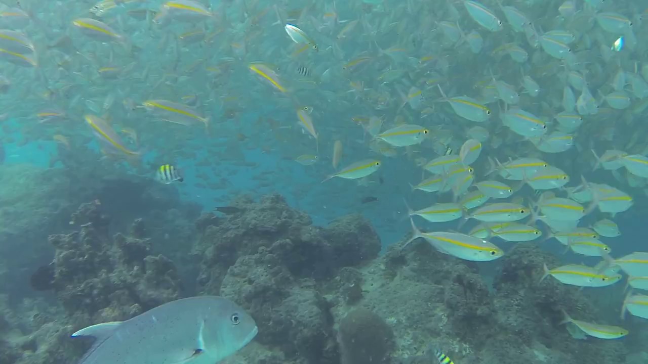 SWIMMING THROUGH A SCHOOL OF FISH AT MINILOC ISLAND, EL NIDO - YouTube