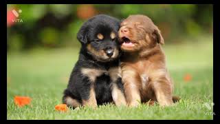 cute dogs Baby Dogs - Cute and Funny Dog Videos Compilation #20 | Aww Animals