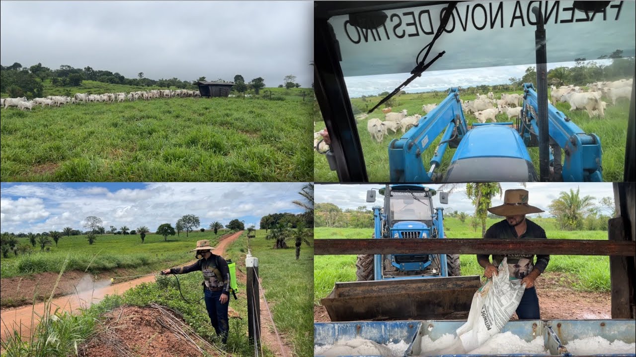 Mudando a vacada de pasto e outros serviços em uma fazenda de pecuária na Rondônia!