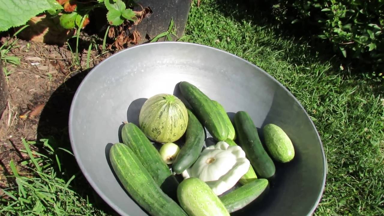 Cucumbers, Squash, Zucchini: Time for a Mid-Season Water Soluble Feeding - My 2016 Rountine