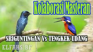 Kolaborasi Masteran Sriguntingan Vs Tengkek Udang Suara Jernih