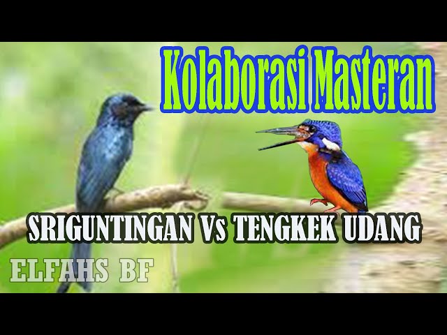 Kolaborasi Masteran Sriguntingan Vs Tengkek Udang Suara Jernih class=