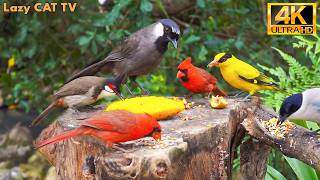 🐦Birds Chirping in the Forest: Bulbuls, Orioles & Myna Birds Sounds, Cat TV screenshot 5