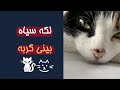 لکه سیاه بینی گربه لکه های سیاه روی دهان و بینی گربه ها 