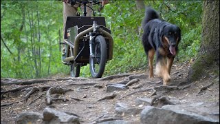 'out of the green'  Big Hovawart Dog sitting in a cargo bike while going downhill.