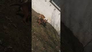 Doo Dirtys Last Day At Breakbred Kennels