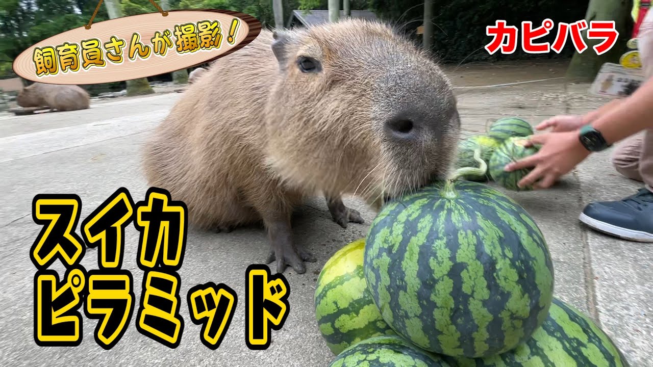 カピバラvsスイカピラミッド（Capybara） - YouTube