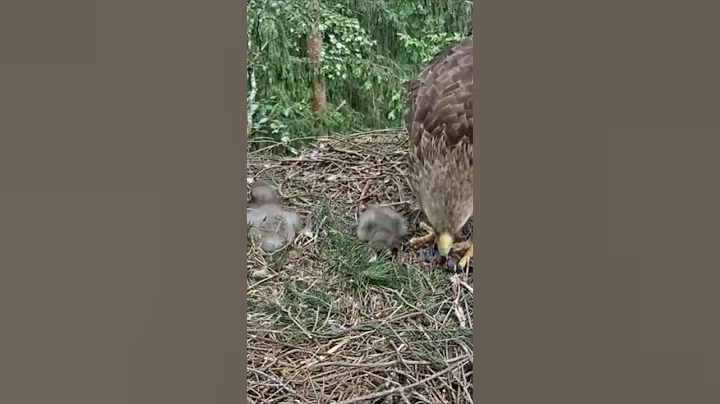 P#457- Review mother birds brings food to feed her babies in the nest, baby birds life #birdslover
