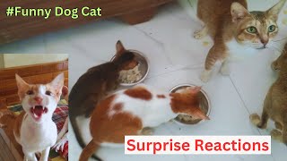 🤣Funniest  Dog and Kitten 😂 Cat Meal Time Reactions! 🐶🐱 Must-See Funny Moments!