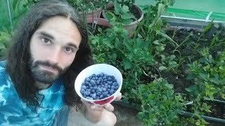 Growing Blueberries in UK harvest.