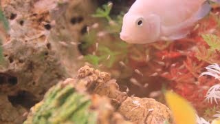 Albino Convict Cichlid Guarding Fry(Convict Cichlid Breeding Albino Zebra Cichlids Convict Breeding)