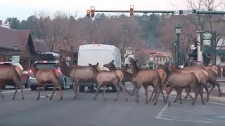 Elk Traffic Jam in Estes Park, CO