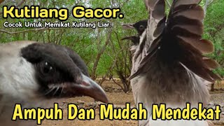 Download Lagu MP3,‼️ SUARA PIKAT BURUNG KUTILANG LIAR. SERING DIGUNAKAN PEMIKAT.. MP3 Download Lagu MP3,‼️ SUARA PIKAT BURUNG KUTILANG LIAR. SERING DIGUNAKAN PEMIKAT.. MP3