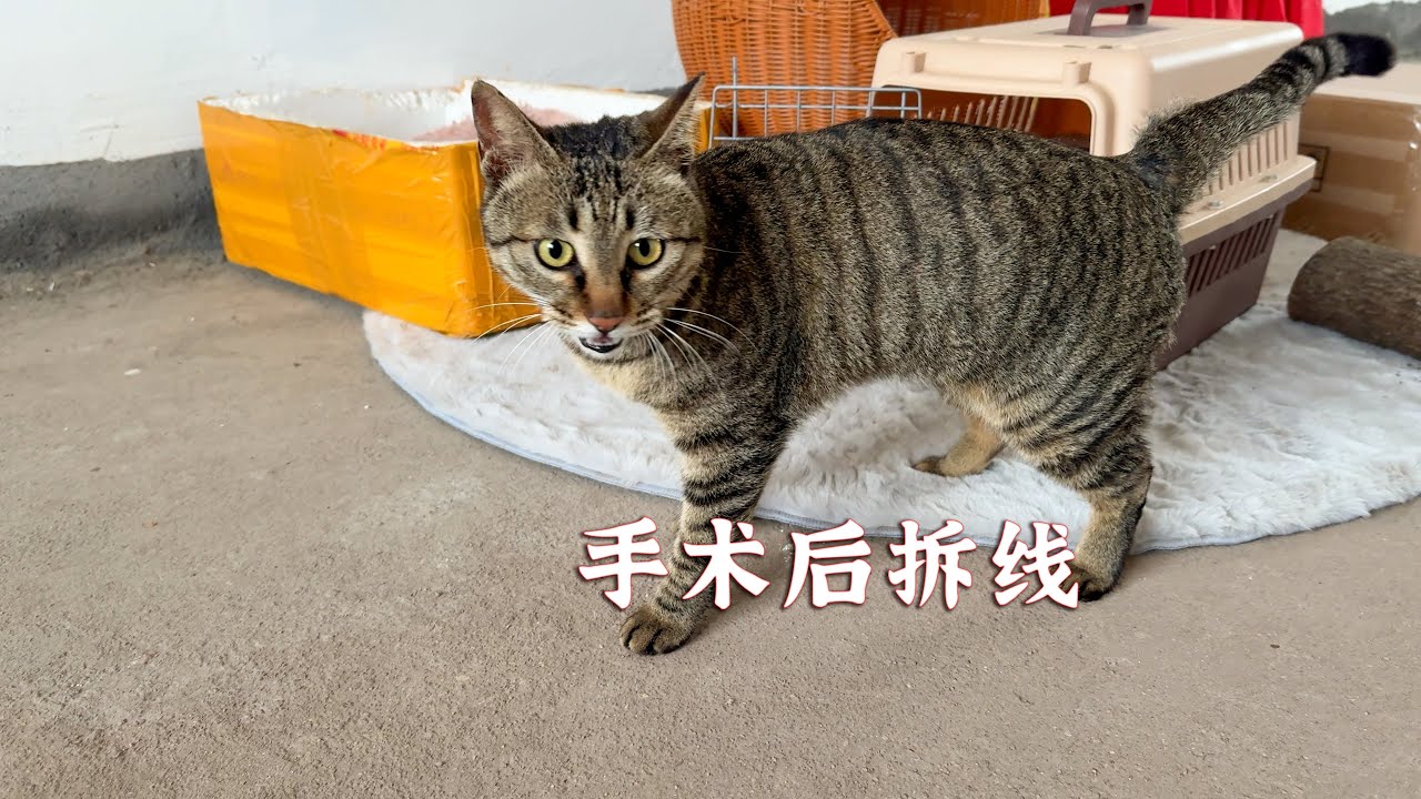 做个手术后，精神多了，满血复活