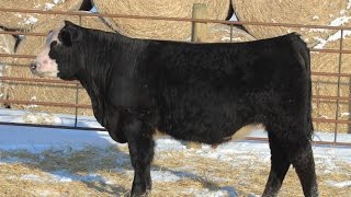 2017 Lot 22 - HABR Lock Down D639