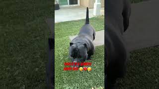 Draco the Exotic Micro Bully#love#live#fun#funny#trend#trendy#trending#sweet#cute#pets#family#