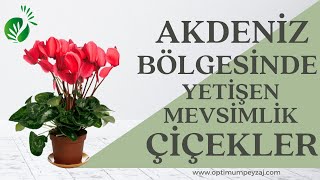 AKDENİZ BÖLGESİNDE YETİŞEN MEVSİMLİK ÇİÇEKLER NELERDİR? AKDENİZDE YETİŞEN ÇİÇEKLER