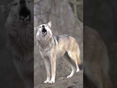 Zuper Serem..!!! Suara Serigala Melolong..!!! #scary #hewanbuas #hewanpredator #hewan #trukoleng