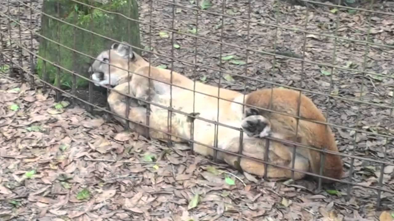 Narla Cougar May Be Blind, But...