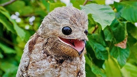 20 STRANGE BIRDS YOU WON