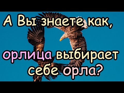 Как Орлица Выбирает Себе Орла для Своих Орлят [Орел и орлица - удивительная пара]