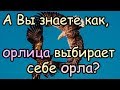 Как Орлица Выбирает Себе Орла для Своих Орлят [Орел и орлица - удивительная пара]