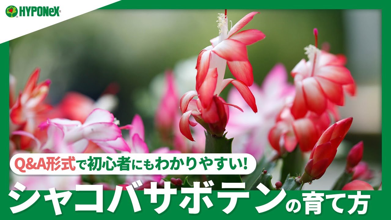 サボテンも枯れる その原因と復活方法 植物とあなたをつなぐplantia