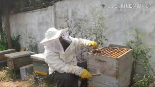 طريقة ديماري الصحيحة لتجنب التطريد وانتاج العسل