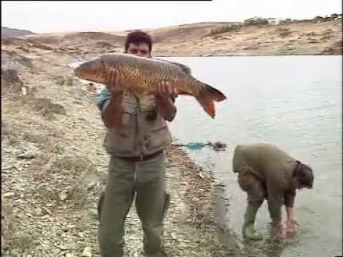 Jara y Sedal  La pesca de la carpa 