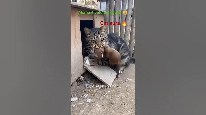 Cat Is a HERO! Saves Chicks & Kills Mongoose 🦸‍♀️ #amazinganimals