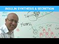 Insulin Synthesis & Secretion